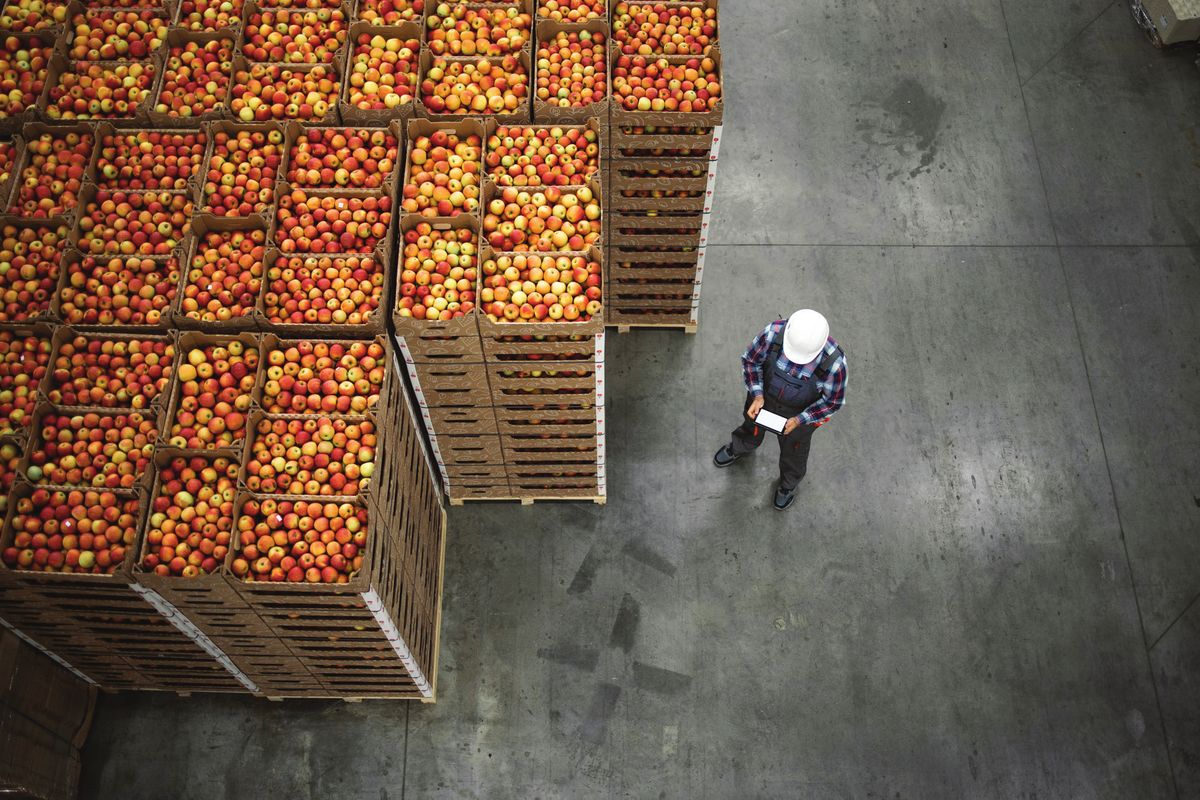 Fresh fruit crates being inspected