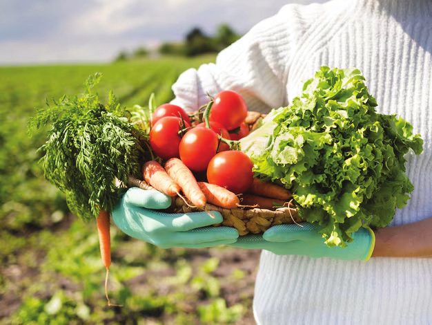 Fresh vegetables harvest